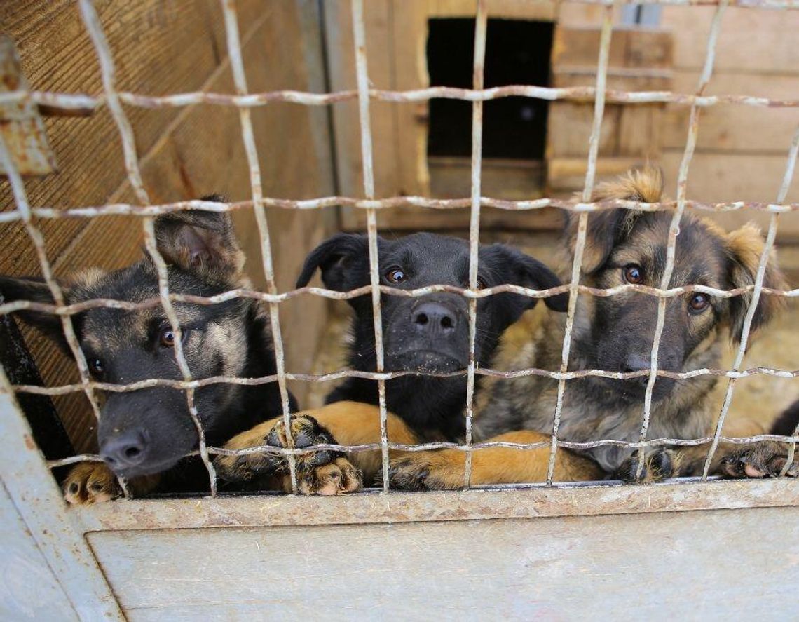 System opieki nad bezdomnymi zwierzętami? Drogi i nieskuteczny