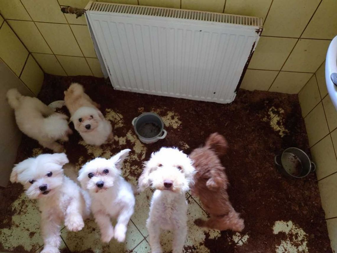 Tak wygląda nielegalna fabryka rasowych psów [ZDJĘCIA, WIDEO]