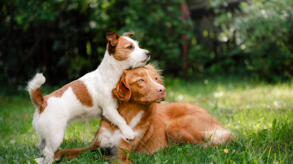 Takiego miejsca w Polsce nie było. Sala pożegnań dla zwierząt