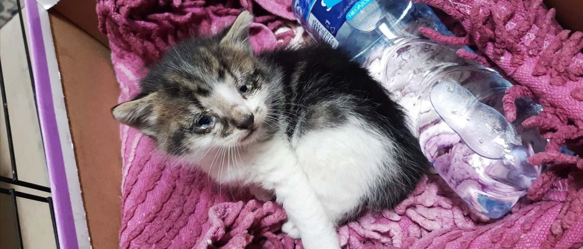 Tczew: trwa zbiórka na leczenie Lucka - kociaka znalezionego w studzience
