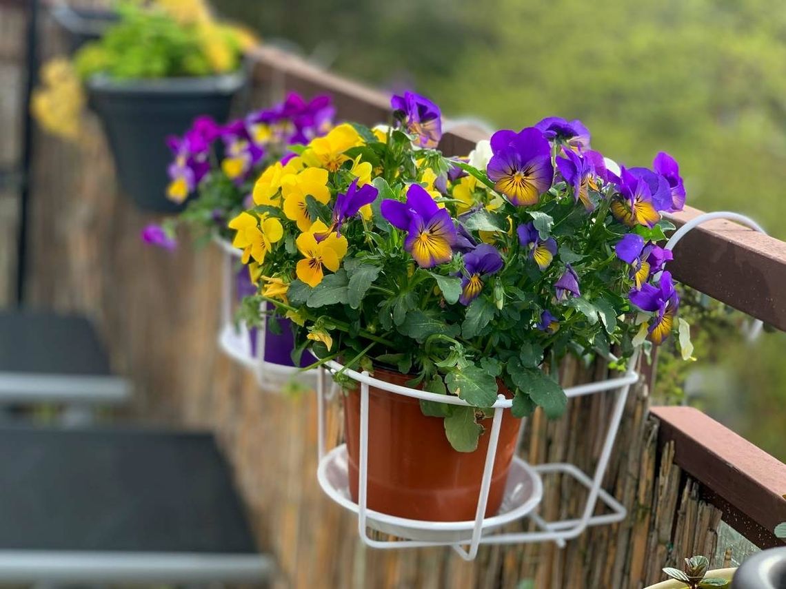 Te kwiaty możesz posadzić na balkonie już teraz. Przymrozki im niestraszne 