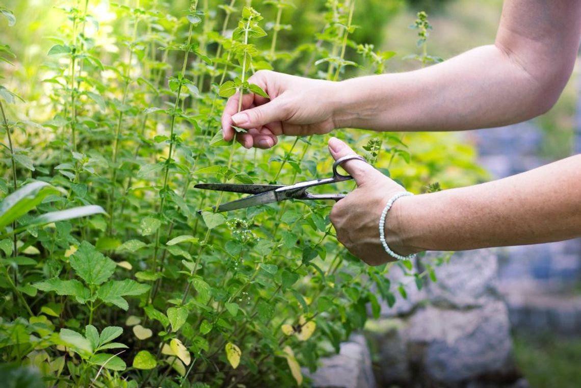 Ile oregano w oregano? Mniej niż może się wydawać