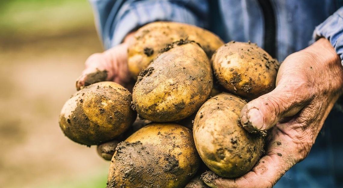 Tłuczone i frytki z Niemiec. Polskę zalewają zagraniczne ziemniaki