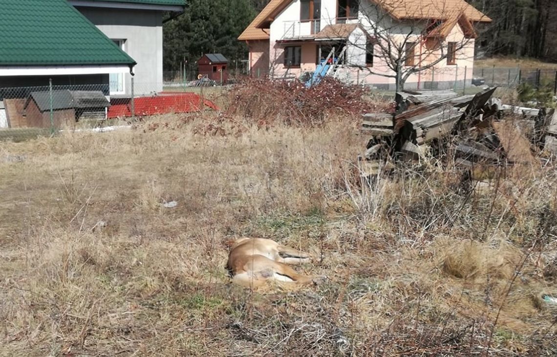 Trąbki Wielkie: 36-latek śmiertelnie postrzelił psa sąsiadów 
