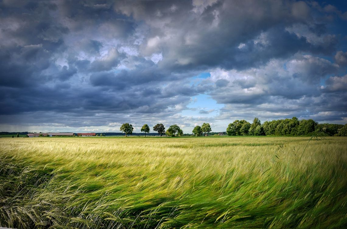 Uwaga na silny wiatr! [OSTRZEŻENIE METEOROLOGICZNE]