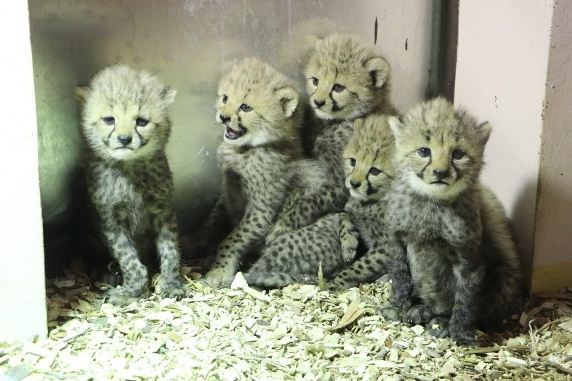W gdańskim ogrodzie zoologicznym urodziły się gepardy grzywiaste. Mają 2 ojców