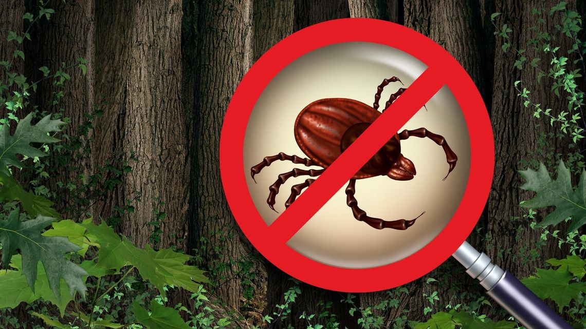 Walka z kleszczami w mieście Walka z kleszczami w mieście