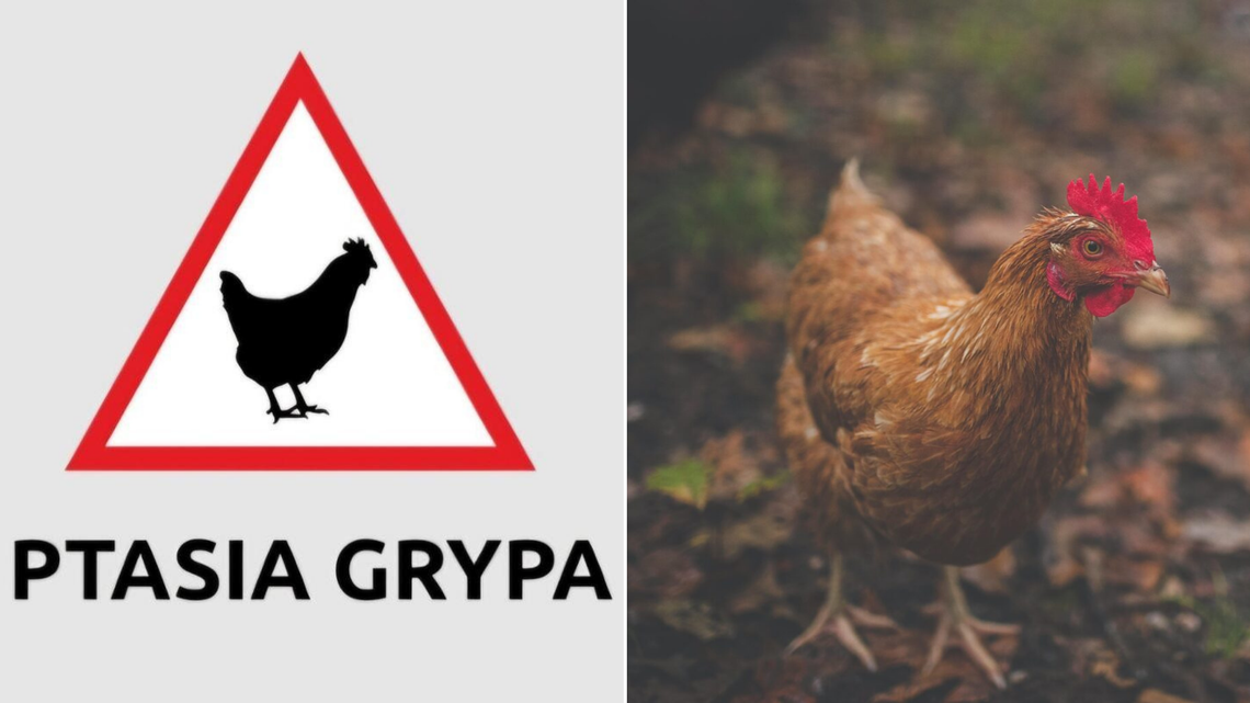 Ważne informacje weterynaryjne dla mieszkańców Tczewa i gminy Tczew