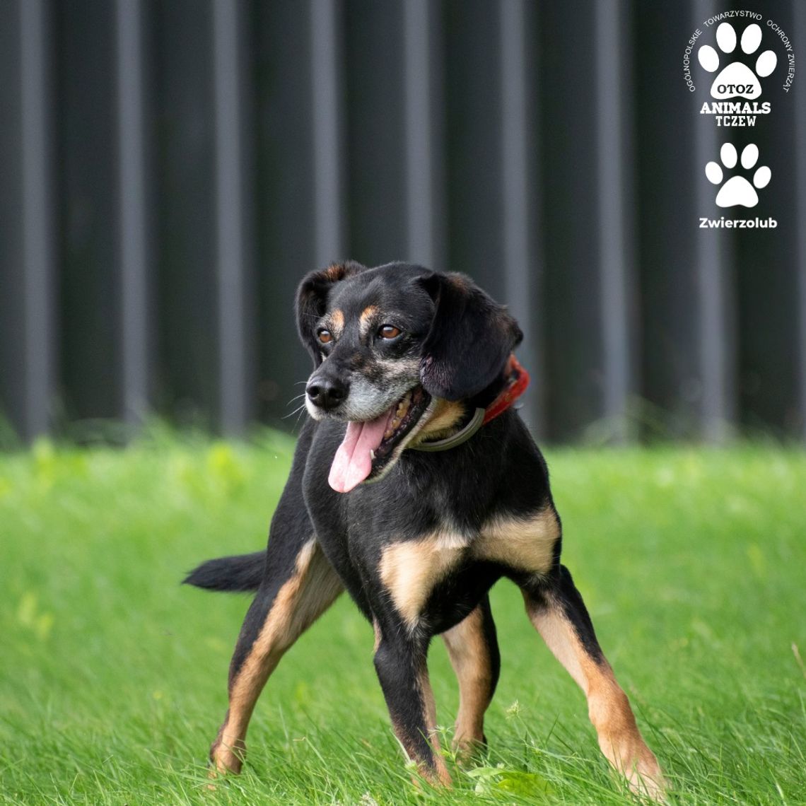 WAŻNE! Piesek poszukuje kochającego domu