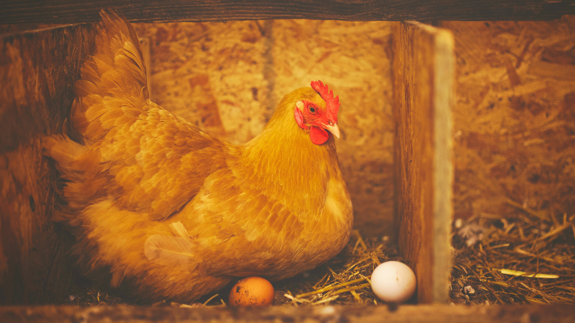 Wielkanoc coraz bliżej, a zaczyna brakować jaj. Podrożeją?