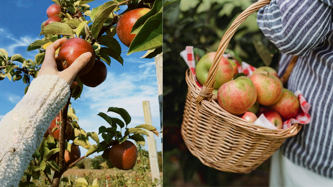 Wojsko nie zabierze ogrodów działkowych. Działkowcy są bezpieczni Wojsko nie zabierze ogrodów działkowych. Działkowcy są bezpieczni