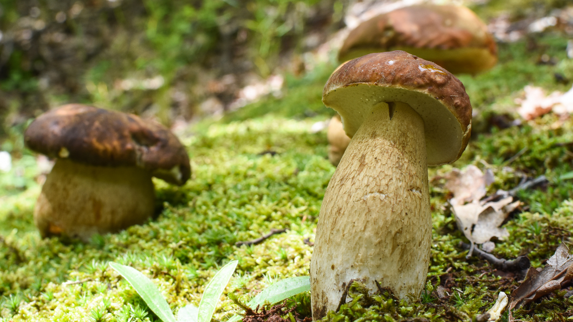 Wysyp grzybów dopiero przed nami. Ma być deszczowo i ciepło