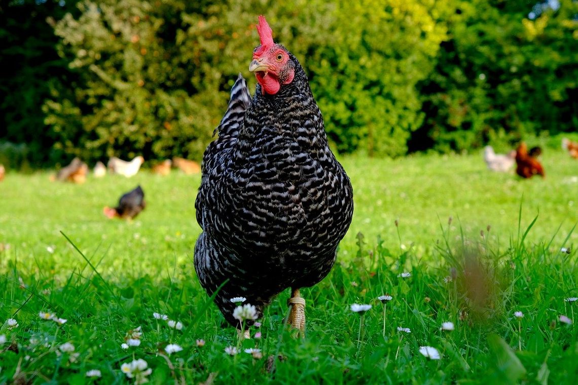 Zakaz handlu żywym ptactwem na tczewskim targowisku