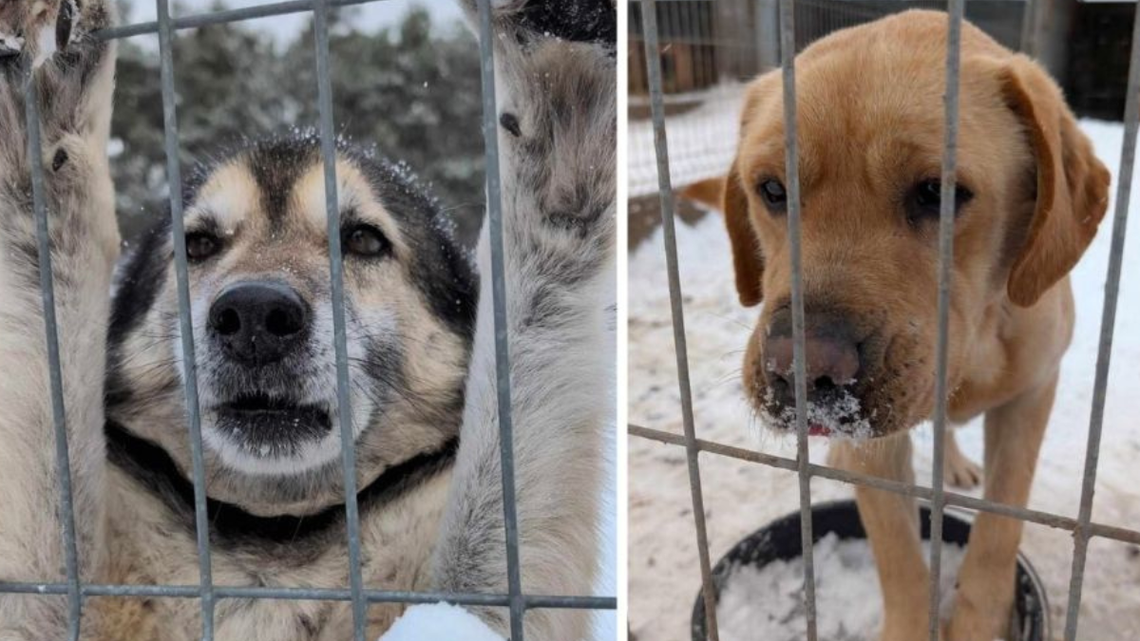Zamarznięte zwierzęta, dramatyczne apele. Ta zima sprawdza naszą wrażliwość