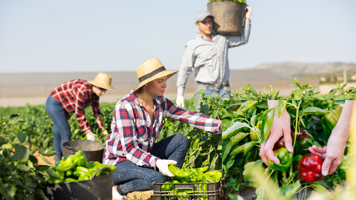 Zamiast organizować samozbiory, zaorają swoje pola