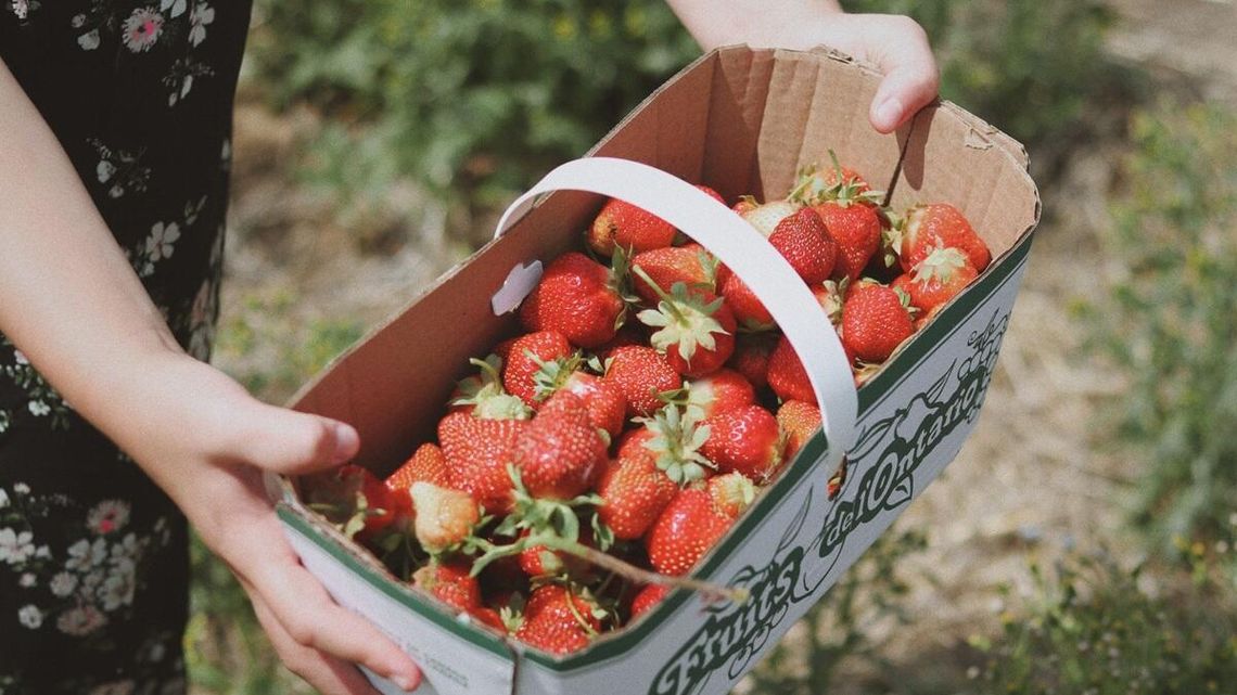Zarobić na truskawkach. Lepiej zbierać, czy sprzedawać? Takie są stawki