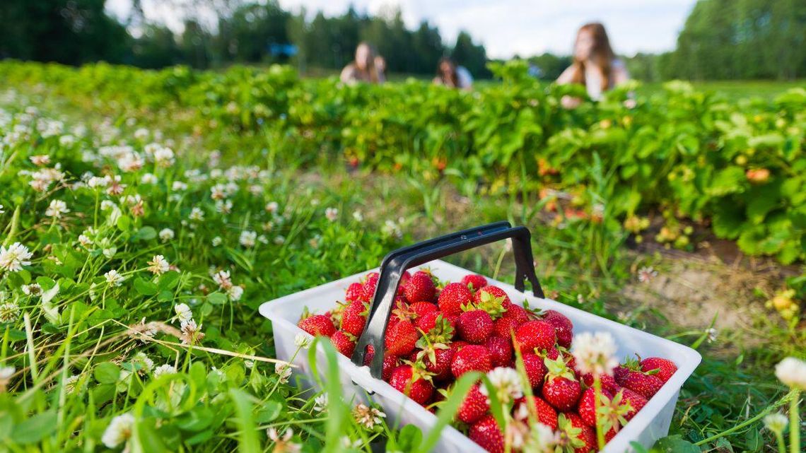 Zbadali truskawki i... tego o nich nie wiedziałeś