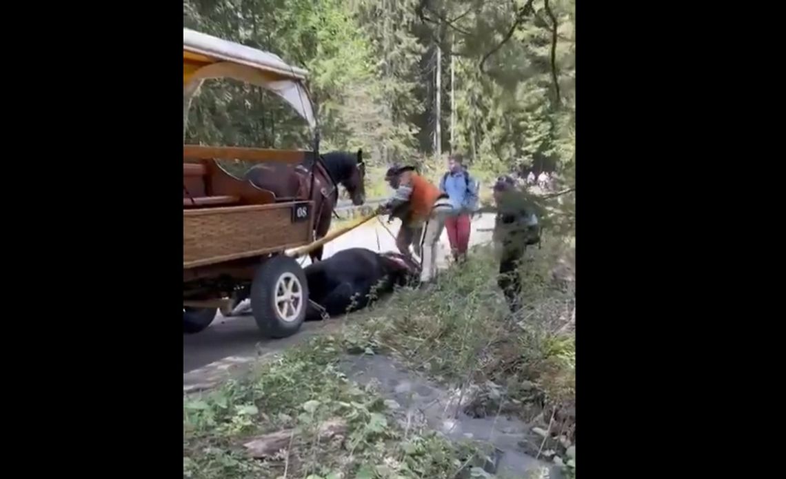 Znowu koń opadł z sił na trasie do Morskiego Oka. Czy to coś zmieni? [WIDEO]