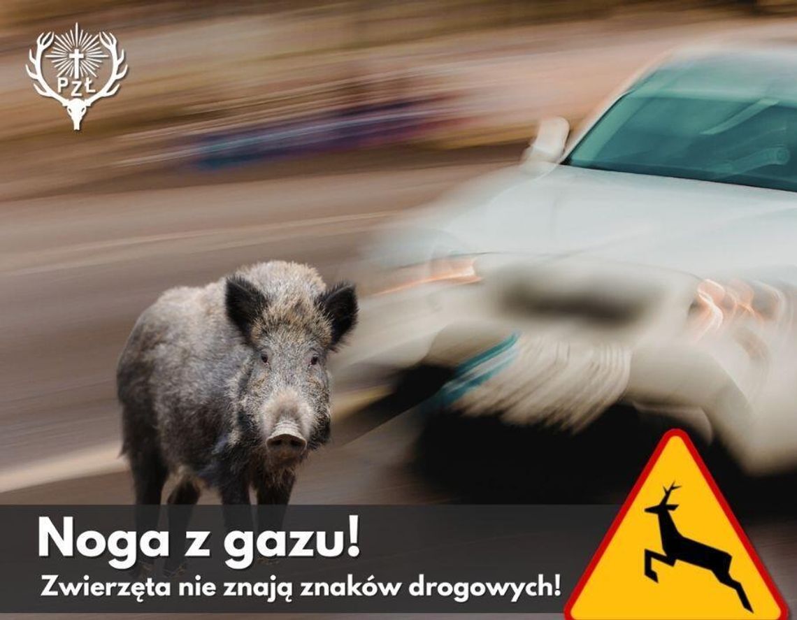 Zwolnij, zanim z lasu wyskoczy sarna Zwolnij, zanim z lasu wyskoczy sarna