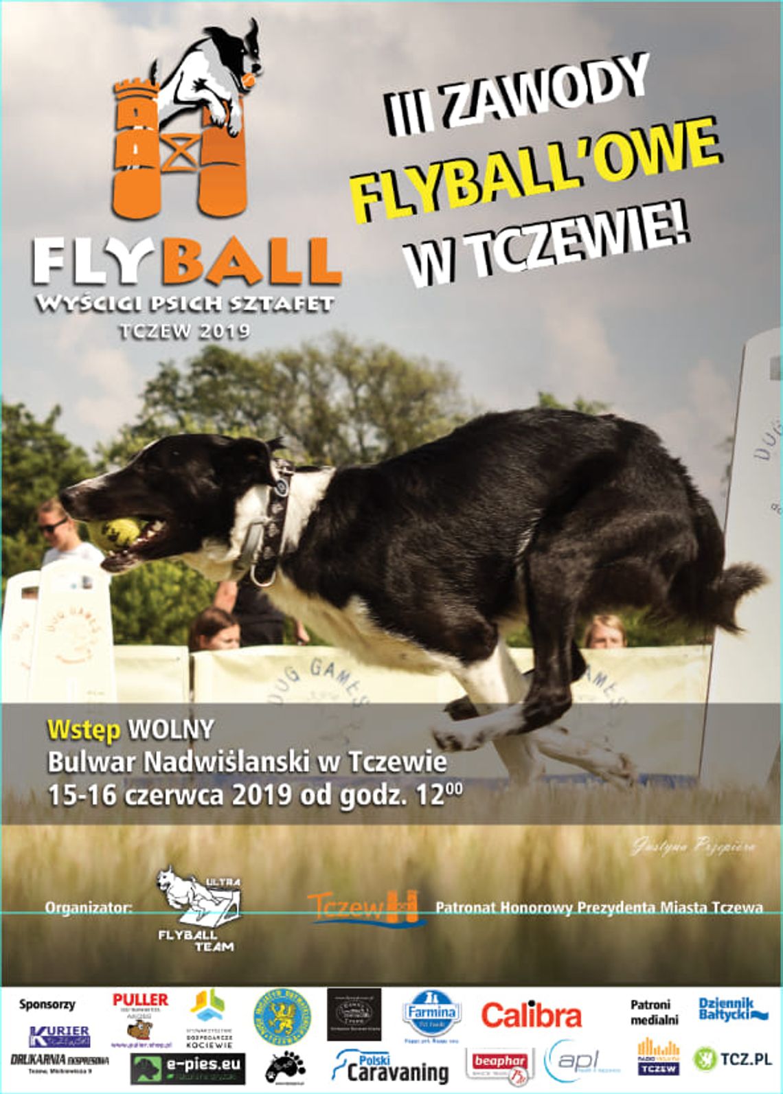 Flyball - Wyścig Psich Sztafet w Tczewie