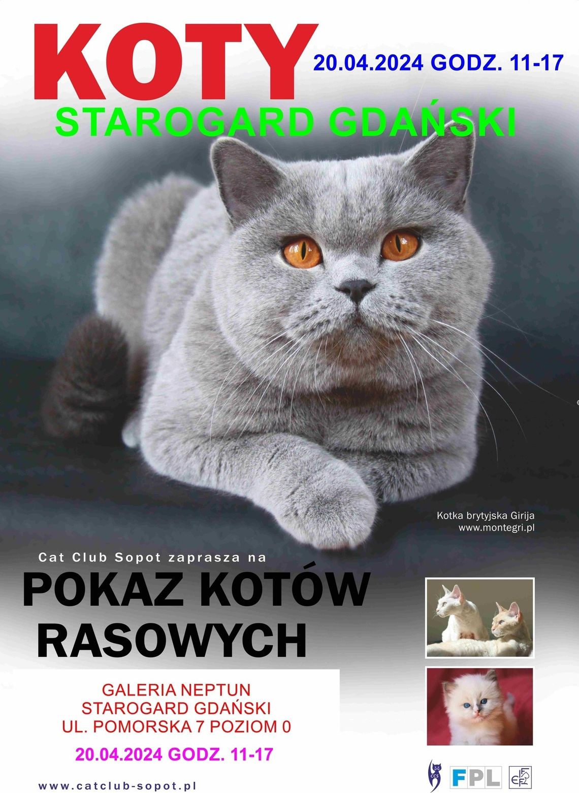 Starogard Gdańsk: Pokaz Kotów Rasowych i Domowych