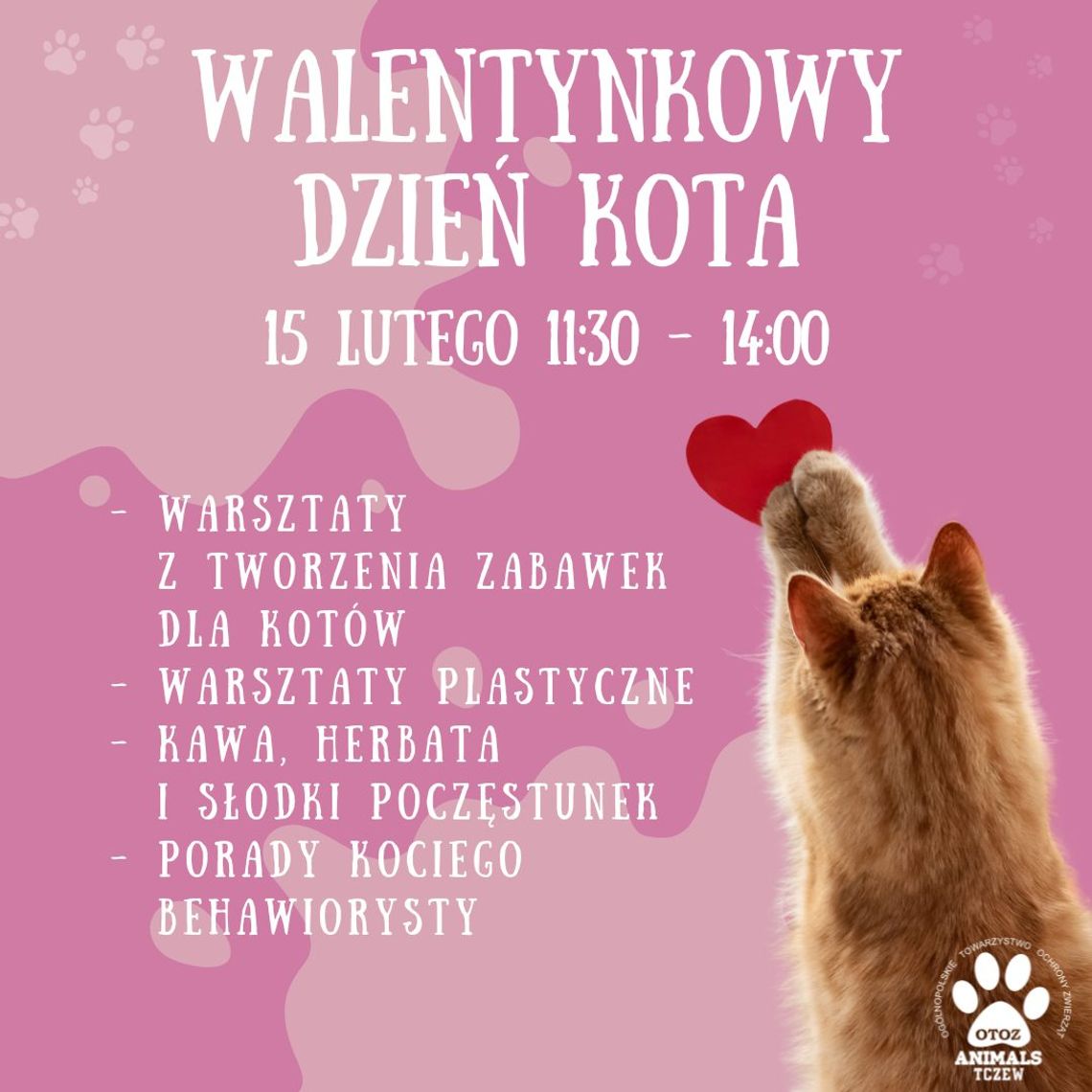 Walentynkowy Dzień Kota w Schronisku